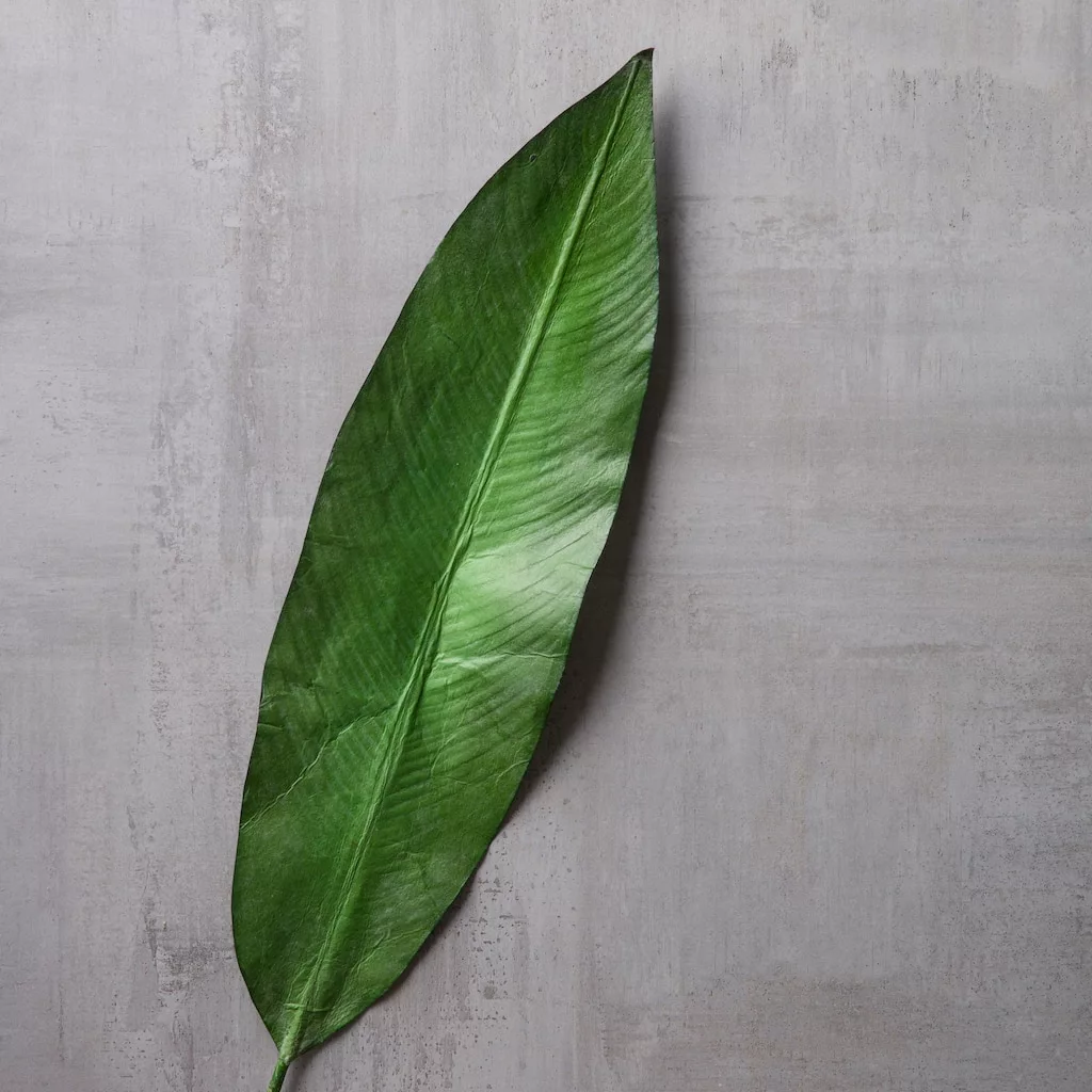 Best reviews of 🥰 16 Pack: Green Tropical Bird Of Paradise Leaf Spray by Ashland® ⌛ 6 Best reviews of 🥰 16 Pack: Green Tropical Bird Of Paradise Leaf Spray by Ashland® ⌛ - Image 4