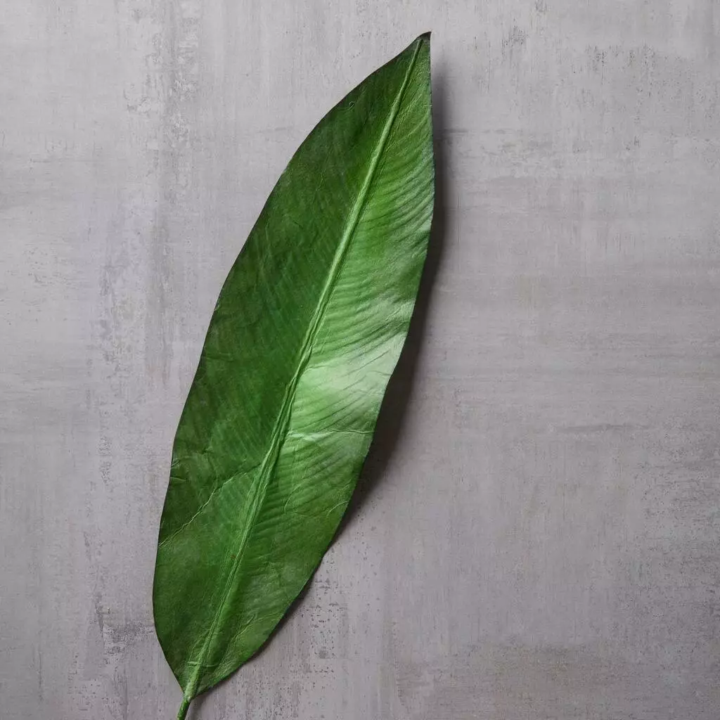 Best reviews of 🥰 16 Pack: Green Tropical Bird Of Paradise Leaf Spray by Ashland® ⌛ 7 Best reviews of 🥰 16 Pack: Green Tropical Bird Of Paradise Leaf Spray by Ashland® ⌛ - Image 5