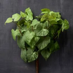 Hot Sale ⌛ 8 Pack: Yellow & Green Potato Leaf Bush by Ashland® 🔔 -Ashland Online Store MP128897 25