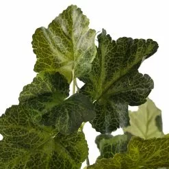 Flash Sale ✔️ 10 Pack: Coral Bell Bush by Ashland® 🔥 -Ashland Online Store MP129104 20