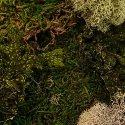 Flash Sale ✨ 6 Pack: Moss Variety Pack by Ashland® ❤️ 9 Flash Sale ✨ 6 Pack: Moss Variety Pack by Ashland® ❤️ -Ashland Online Store MP135036 22