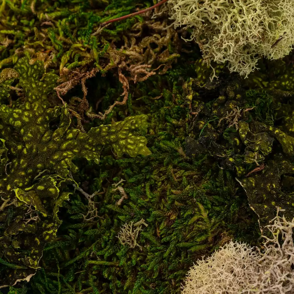 Flash Sale ✨ 6 Pack: Moss Variety Pack by Ashland® ❤️ 5 Flash Sale ✨ 6 Pack: Moss Variety Pack by Ashland® ❤️ - Image 3