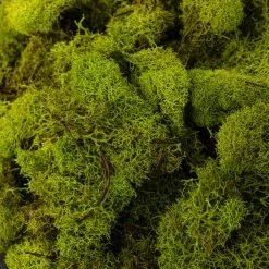 Flash Sale 🎁 12 Pack: Reindeer Moss by Ashland® ✨ -Ashland Online Store MP135038 22