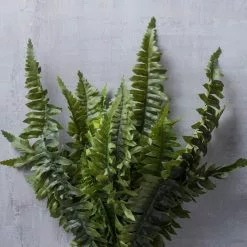 Cheapest 🧨 12 Pack: Boston Fern Bush by Ashland® ❤️ -Ashland Online Store MP194885 22