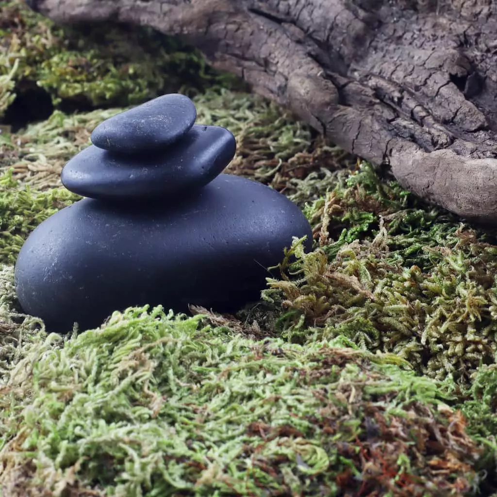 Cheap ๐ 12 Pack: Preserved Forest Moss by Ashland® ๐ 5 Cheap ๐ 12 Pack: Preserved Forest Moss by Ashland® ๐ - Image 3