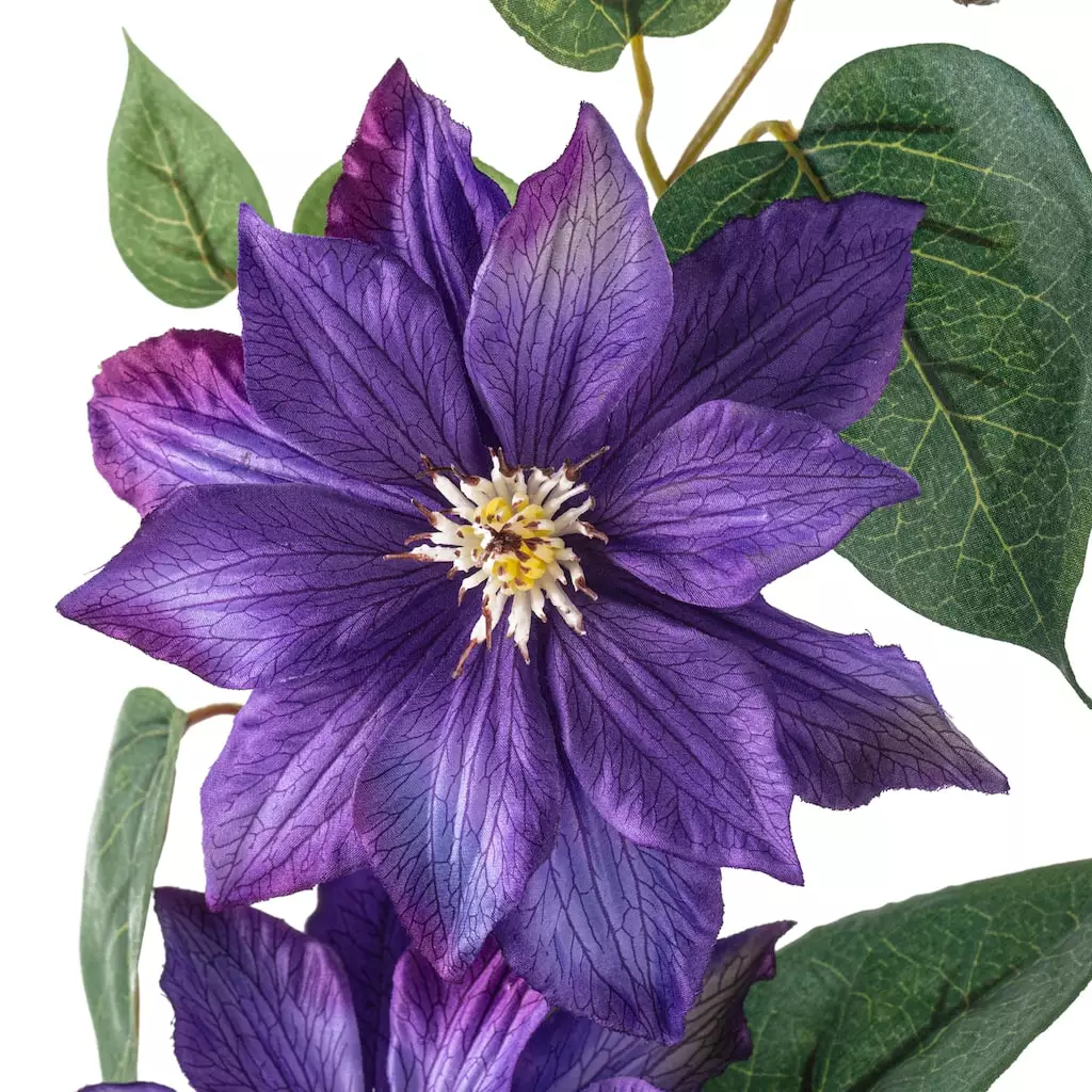 Cheapest ✔️ 12 Pack: Purple Clematis Stem by Ashland® ✨ 5 Cheapest ✔️ 12 Pack: Purple Clematis Stem by Ashland® ✨ - Image 3