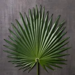 Flash Sale ✔️ 6 Pack: Green Fan Palm Stem by Ashland® ✔️ 9 Flash Sale ✔️ 6 Pack: Green Fan Palm Stem by Ashland® ✔️ -Ashland Online Store MP230923 22
