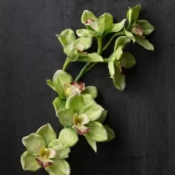 Cheapest 🎁 8 Pack: Pale Green Boat Orchid Stem by Ashland® 🧨 -Ashland Online Store MP230928 22