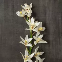 Deals 🛒 8 Pack: Cream Boat Orchid Stem by Ashland® 😉 -Ashland Online Store MP230929 25