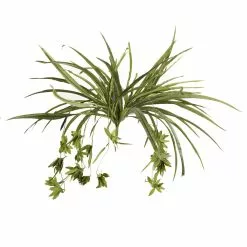 Promo 🎉 12 Pack: Green Spider Bush by Ashland® 🎁