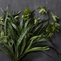 Promo 🎉 12 Pack: Green Spider Bush by Ashland® 🎁 -Ashland Online Store MP240812 22