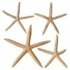 Best deal ⭐ 6 Packs: 4 ct. (24 total) White Glitter Starfish by Ashland® 🔥 -Ashland Online Store MP276723 31
