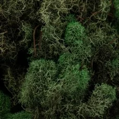 Wholesale 👏 12 Pack: Basil Green Reindeer Moss by Ashland® 🎁 -Ashland Online Store MP284152 22