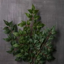 Coupon ❤️ 24 Pack: Green China Dollar Spray by Ashland® ✨ -Ashland Online Store MP292511 22