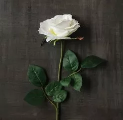 Best reviews of ๐ 16 Pack: Ivory Princess Rose Stem by Ashland® โค๏ธ 8 Best reviews of ๐ 16 Pack: Ivory Princess Rose Stem by Ashland® โค๏ธ -Ashland Online Store MP297096 25