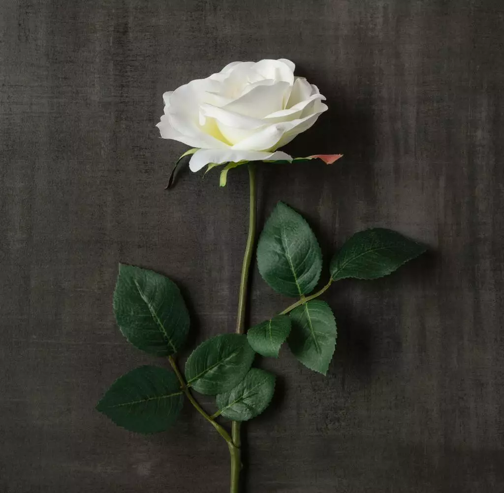 Best reviews of ๐ 16 Pack: Ivory Princess Rose Stem by Ashland® โค๏ธ 5 Best reviews of ๐ 16 Pack: Ivory Princess Rose Stem by Ashland® โค๏ธ - Image 3