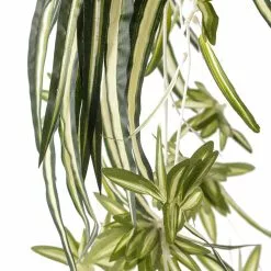 Best Sale 🤩 12 Pack: Light Green Variegated Spider Bush by Ashland® ✔️ -Ashland Online Store MP308650 20