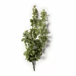 Buy 🛒 8 Pack: Fittonia Hanging Bush by Ashland® 🥰 -Ashland Online Store MP308882 21