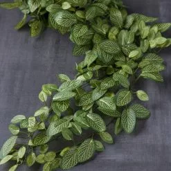 Buy 🛒 8 Pack: Fittonia Hanging Bush by Ashland® 🥰 -Ashland Online Store MP308882 22