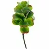 Cheap ⌛ 18 Pack: Green & Orange Succulent Pick by Ashland® 🎉 -Ashland Online Store MP337814 1
