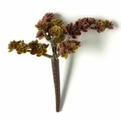 Best reviews of 🔔 12 Pack: Creeping Red Sedum Pick by Ashland® ✔️ -Ashland Online Store MP337815 21