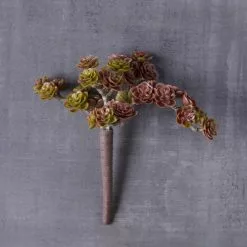 Best reviews of 🔔 12 Pack: Creeping Red Sedum Pick by Ashland® ✔️ -Ashland Online Store MP337815 22