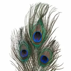 Deals ⭐ 12 Pack: Peacock Feather Picks by Ashland® 😀 -Ashland Online Store MP355707 20