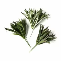 Cheapest ⭐ 12 Pack: Assorted Cordyline Bush by Ashland® ❤️ -Ashland Online Store MP356827 21