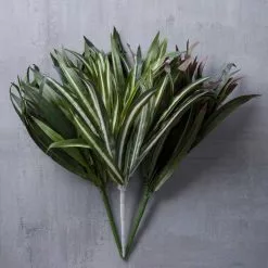 Cheapest ⭐ 12 Pack: Assorted Cordyline Bush by Ashland® ❤️ -Ashland Online Store MP356827 22