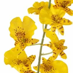 Buy ✨ 12 Pack: Yellow Dancing Orchid by Ashland® ⌛ -Ashland Online Store MP381029 20