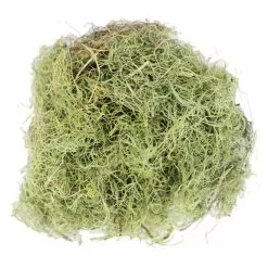 Wholesale 😍 24 Pack: Basil Green Spanish Moss by Ashland® ✨ -Ashland Online Store MP382824 2