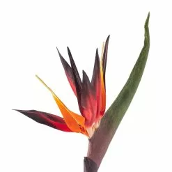 Cheap 👍 12 Pack: Tropical Bird of Paradise Stem by Ashland® 😉 -Ashland Online Store MP390624 20