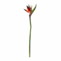 Cheap 👍 12 Pack: Tropical Bird of Paradise Stem by Ashland® 😉 -Ashland Online Store MP390624 21
