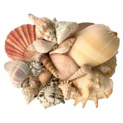 Cheapest 💯 6 Pack: Mixed Shells Value Bag by Ashland® 💯