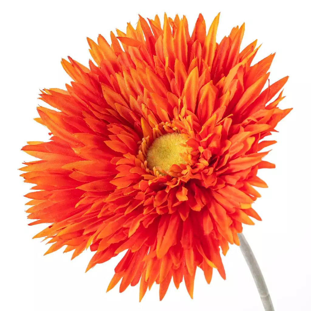 Best Pirce ✨ 12 Pack: Orange Spider Gerbera Daisy Spray by Ashland® ✔️ 8 Best Pirce ✨ 12 Pack: Orange Spider Gerbera Daisy Spray by Ashland® ✔️ - Image 6