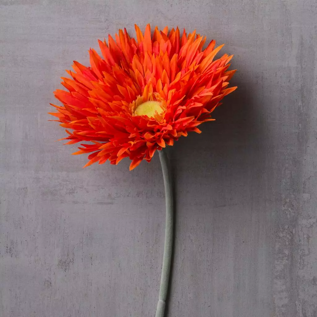 Best Pirce ✨ 12 Pack: Orange Spider Gerbera Daisy Spray by Ashland® ✔️ 7 Best Pirce ✨ 12 Pack: Orange Spider Gerbera Daisy Spray by Ashland® ✔️ - Image 5