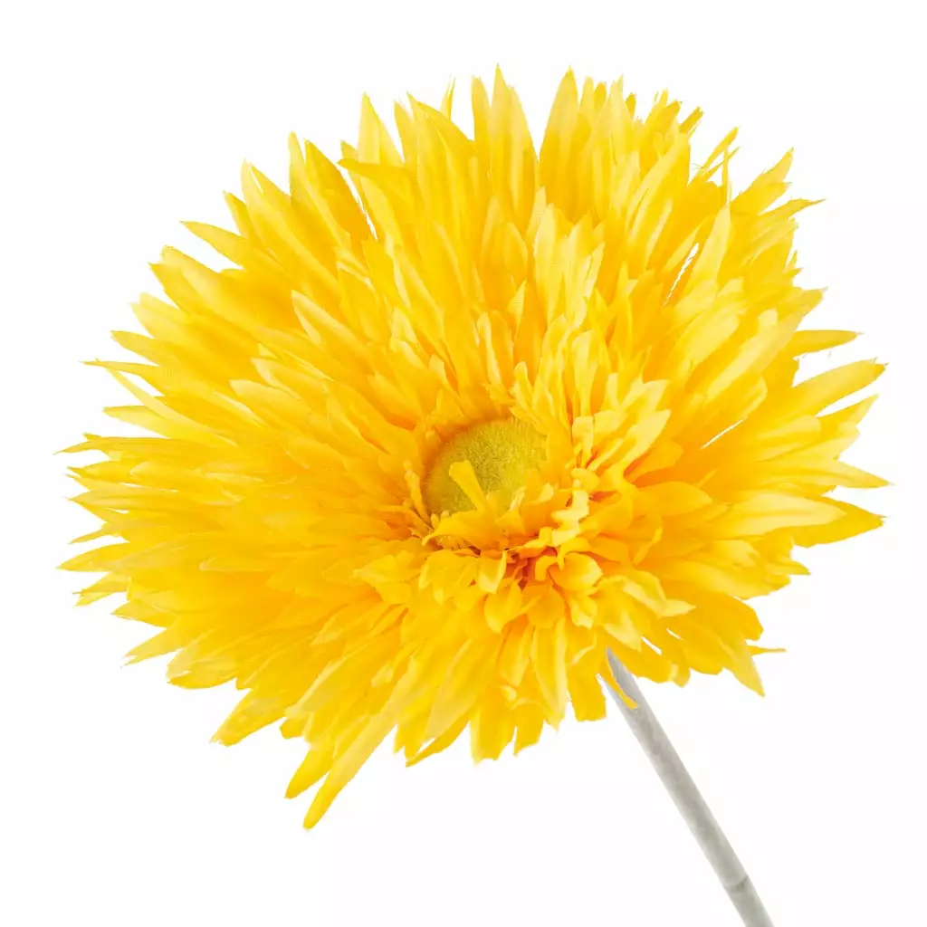 Deals ⌛ 12 Pack: Yellow Spider Gerber Daisy Stem by Ashland® ✨ 5 Deals ⌛ 12 Pack: Yellow Spider Gerber Daisy Stem by Ashland® ✨ - Image 3