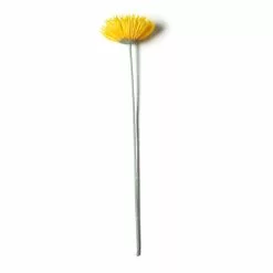 Deals ⌛ 12 Pack: Yellow Spider Gerber Daisy Stem by Ashland® ✨ 9 Deals ⌛ 12 Pack: Yellow Spider Gerber Daisy Stem by Ashland® ✨ -Ashland Online Store MP392672 21