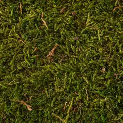 Best reviews of ✔️ 12 Pack: Forest Green Preserved Moss by Ashland® 🥰 -Ashland Online Store MP407975 22