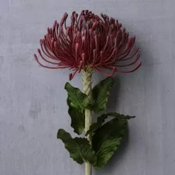 Top 10 ✨ 12 Pack: Red Pincushion Protea Stem by Ashland® 🌟 -Ashland Online Store MP430478 22