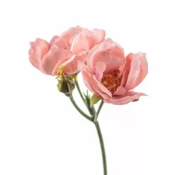 Budget 🛒 12 Pack: Pink Kate Rose Spray by Ashland® ⌛ -Ashland Online Store MP451130 20