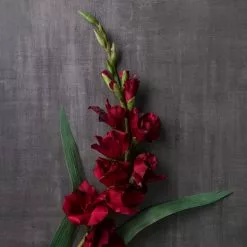 Hot Sale 👏 12 Pack: Burgundy Gladiolus Stem by Ashland® ✨ -Ashland Online Store MP451146 22