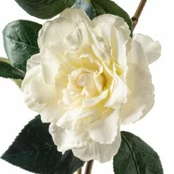 Coupon ✔️ 6 Pack: White Camellia Spray by Ashland® 😀 -Ashland Online Store MP451150 20