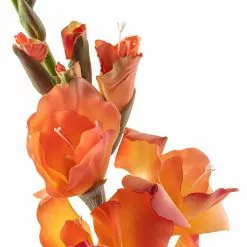 New ❤️ 12 Pack: Salmon Gladiolus Stem by Ashland® ✨ -Ashland Online Store MP451152 20