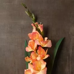 New ❤️ 12 Pack: Salmon Gladiolus Stem by Ashland® ✨ -Ashland Online Store MP451152 25