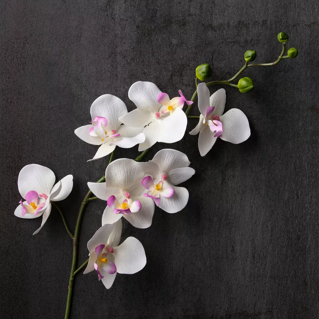 Best deal ๐คฉ 12 Pack: Cream & Pink Orchid Spray by Ashland® ๐ 4 Best deal ๐คฉ 12 Pack: Cream & Pink Orchid Spray by Ashland® ๐ - Image 2