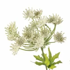 Flash Sale ✨ 12 Pack: White Queen Anne's Lace Spray by Ashland® ✨ -Ashland Online Store MP461649 20