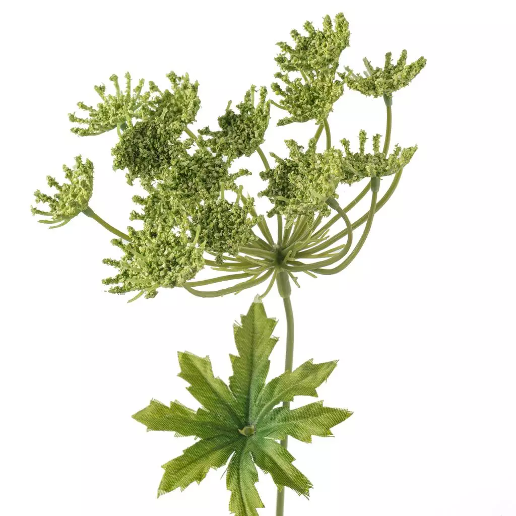 New ๐ 12 Pack: Light Green Queen Anne's Lace Spray by Ashland® ๐ 6 New ๐ 12 Pack: Light Green Queen Anne's Lace Spray by Ashland® ๐ - Image 4