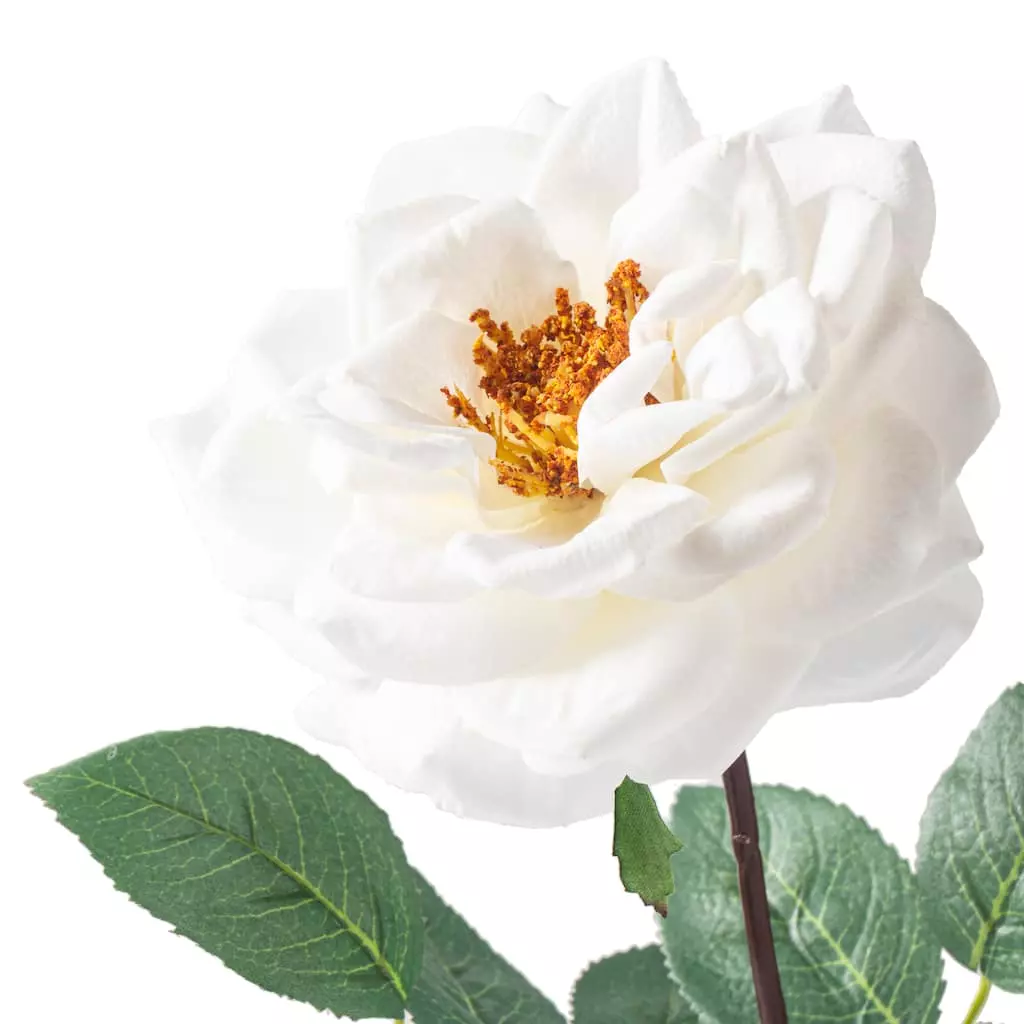 Cheapest ๐ 12 Pack: White Orlane Rose Stem by Ashland® ๐ 5 Cheapest ๐ 12 Pack: White Orlane Rose Stem by Ashland® ๐ - Image 3