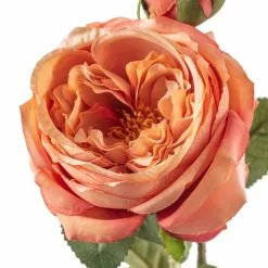 Best Sale ❤️ 12 Pack: Pink Coral English Rose Stem by Ashland® ✨ -Ashland Online Store MP501509 20